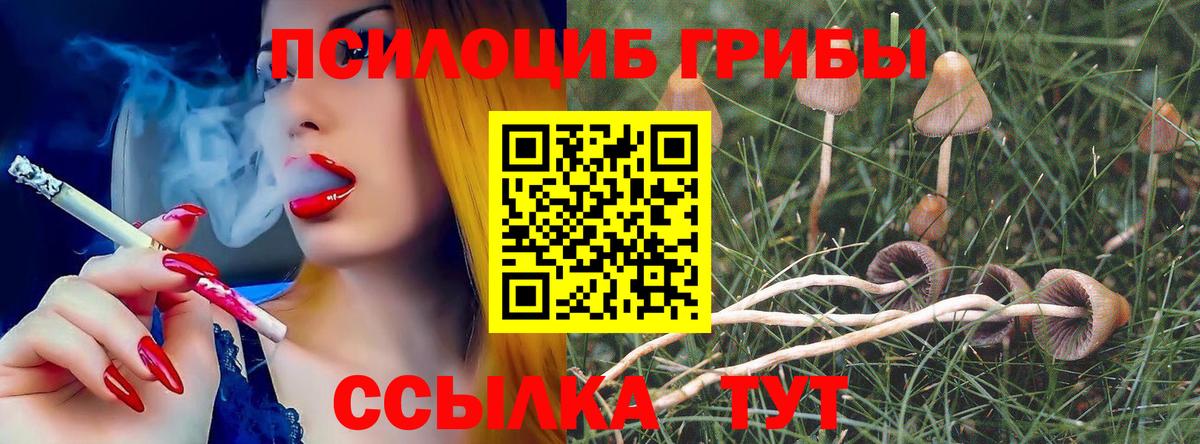 Галлюциногенные грибы Psilocybe Мурманск
